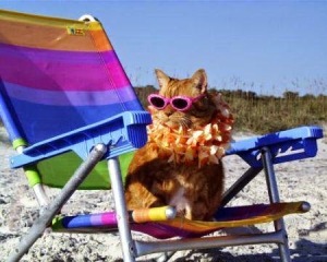 gatto-spiaggia
