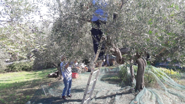 olive 2019 (2)